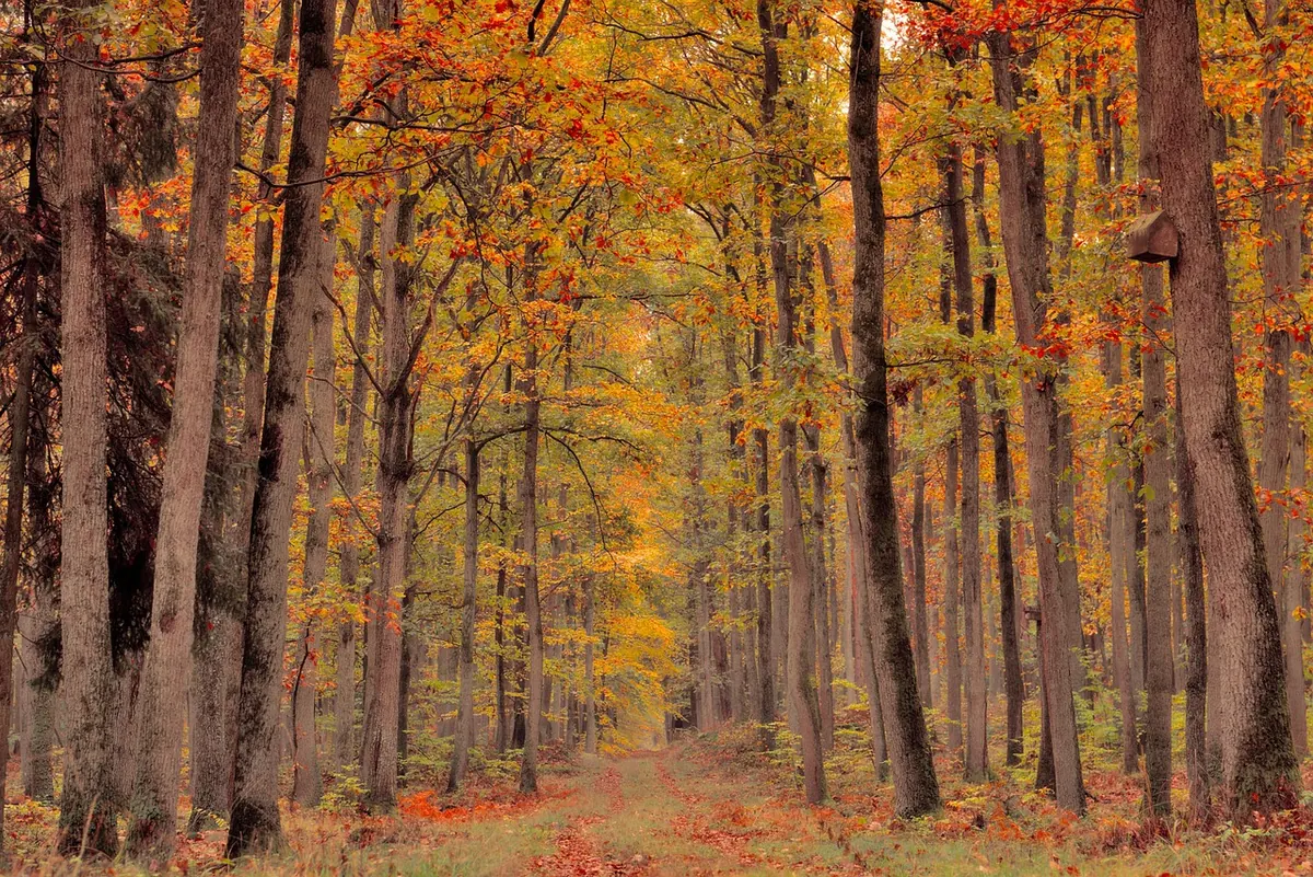 Seasonal Guide: Photographing Autumn Colours in British Woodlands